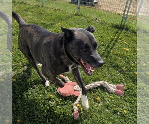 Isabelle - Female American Bulldog-Siberian Husky Mix Dog for Adoption - Photo #2