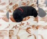 Small Photo #7 Labrador Retriever Puppy For Sale in KERNERSVILLE, NC, USA
