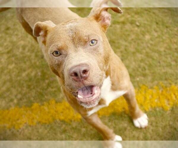 Medium Photo #2 American Staffordshire Terrier Puppy For Sale in Tallahassee, FL, USA