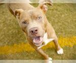Small #1 American Staffordshire Terrier