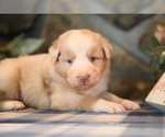 Small Photo #1 Australian Shepherd Puppy For Sale in WESTFIELD, MA, USA