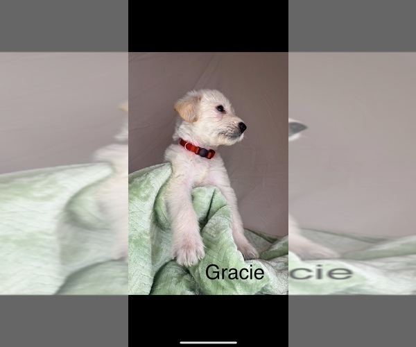 Medium Photo #1 Labradoodle Puppy For Sale in HOLLISTER, MO, USA