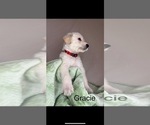 Puppy 2 Labradoodle