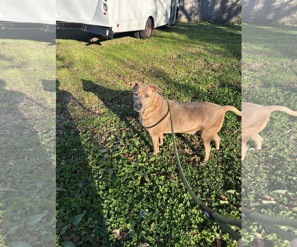 Medium Photo #2 American Staffordshire Terrier-Labrador Retriever Mix Puppy For Sale in Jackson, MS, USA