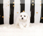 Small Photo #5 Bichon Frise Puppy For Sale in WARSAW, IN, USA
