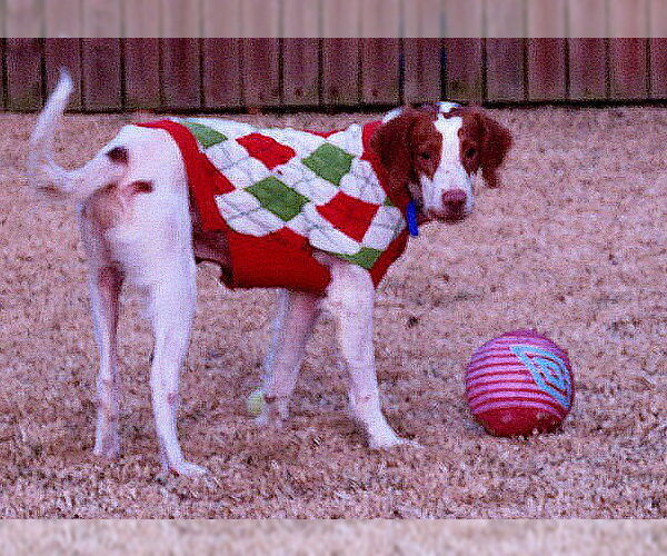 Medium Photo #2 Basset Hound-Brittany Mix Puppy For Sale in Curwensville, PA, USA