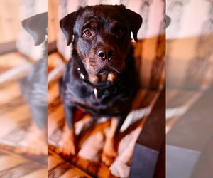 Rottweiler Dogs for adoption in Duluth, MN, USA