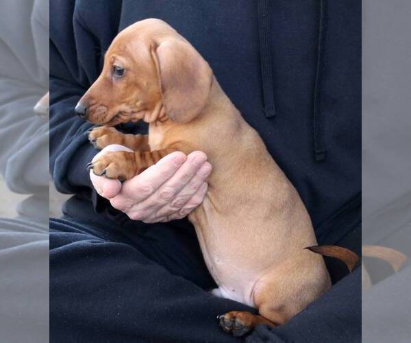 Medium Photo #6 Dachshund Puppy For Sale in AUSTELL, GA, USA