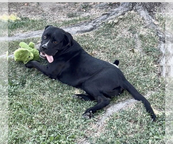 Medium Photo #2 Bullboxer Pit Puppy For Sale in San Bernardino , CA, USA
