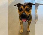Small American Pit Bull Terrier Mix