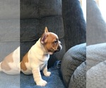 Small Photo #15 French Bulldog Puppy For Sale in MIDDLEBURG, FL, USA