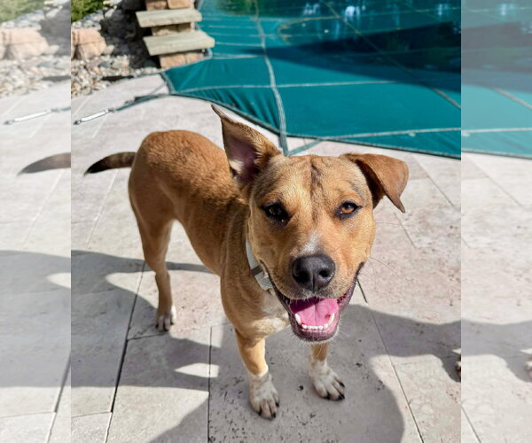 Medium Photo #9 American Pit Bull Terrier-Unknown Mix Puppy For Sale in Germantown, OH, USA