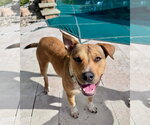 Small Photo #9 American Pit Bull Terrier-Unknown Mix Puppy For Sale in Germantown, OH, USA