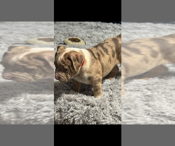 Medium Photo #3 American Bully Puppy For Sale in FORT LAUDERDALE, FL, USA