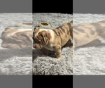 Small #2 American Bully