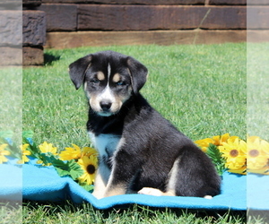 Labrador Retriever-Siberian Husky Mix Puppy for sale in PEACH BOTTOM, PA, USA