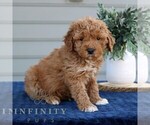 Small #2 Goldendoodle (Miniature)