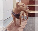 Small #7 American Pit Bull Terrier-Bulldog Mix