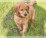 Small Photo #24 Golden Retriever Puppy For Sale in WOODSTOCK, CT, USA