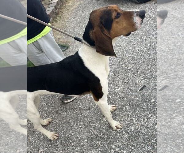 Medium Photo #2 Treeing Walker Coonhound Puppy For Sale in Evansville, IN, USA
