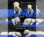 Small Photo #2 Dogo Argentino Puppy For Sale in EDMOND, OK, USA