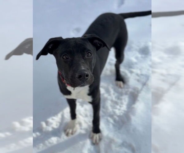 Medium Photo #15 Mutt Puppy For Sale in Bemidji, MN, USA