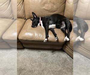Catahoula Leopard Dog-Unknown Mix Dogs for adoption in San Antonio, TX, USA