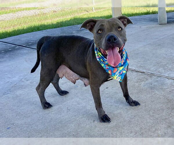 Medium Photo #3 American Pit Bull Terrier-Unknown Mix Puppy For Sale in Conroe, TX, USA