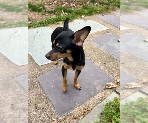 Medium Photo #2 Chipin Puppy For Sale in New York, NY, USA