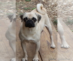 Small Photo #1 Pug Puppy For Sale in WINNSBORO, TX, USA