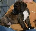 Small Photo #8 Boxer Puppy For Sale in KELLY, KS, USA