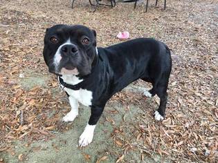 Staffordshire Bull Terrier-Unknown Mix Dogs for adoption in ORLANDO, FL, USA