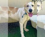Small Labrador Retriever Mix
