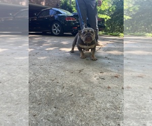 English Bulldog Puppy for sale in CLEVELAND, NC, USA