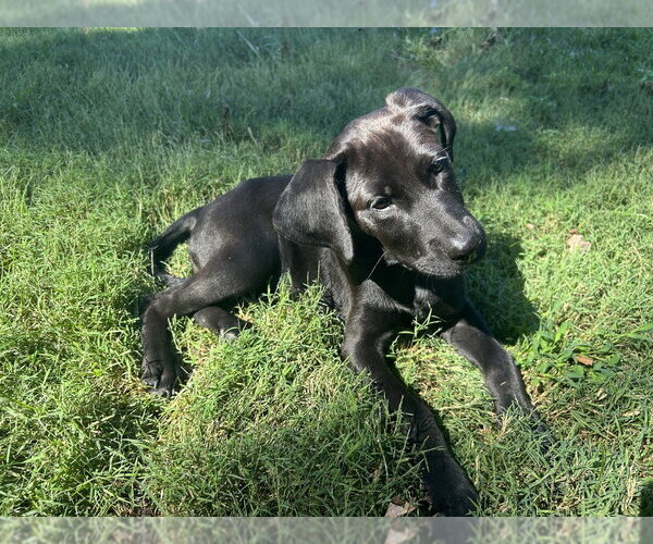 Medium Photo #1 Mutt Puppy For Sale in Mooresville, NC, USA