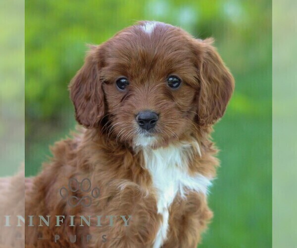 Medium Photo #3 Cavapoo Puppy For Sale in LITITZ, PA, USA