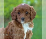 Small #2 Cavapoo