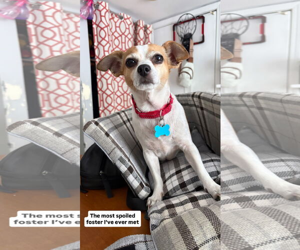 Medium Photo #2 Chihuahua-Unknown Mix Puppy For Sale in Plainfield, IL, USA