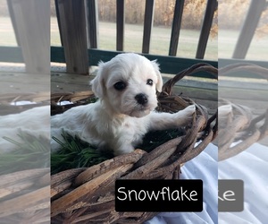 Havachon Puppy for sale in COTTAGE GROVE, TN, USA