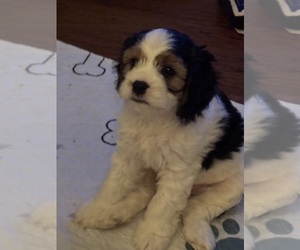 Medium Cavachon