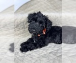 Small Photo #16 Schnauzer (Miniature) Puppy For Sale in HIGHLAND, CA, USA