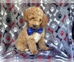 Small #6 Poodle (Miniature)