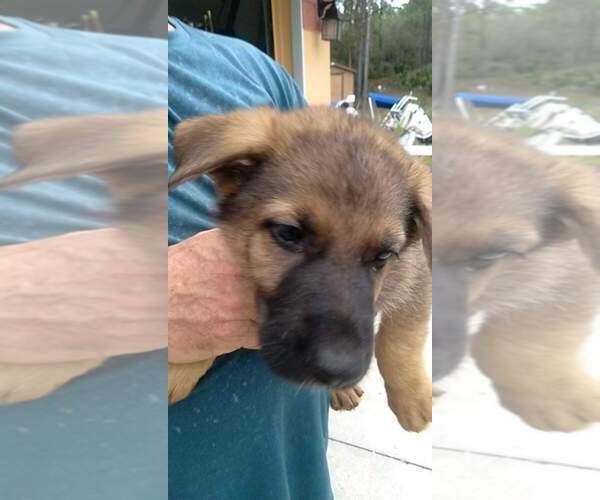 Medium Photo #4 German Shepherd Dog Puppy For Sale in VENICE, FL, USA