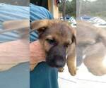 Small Photo #4 German Shepherd Dog Puppy For Sale in VENICE, FL, USA
