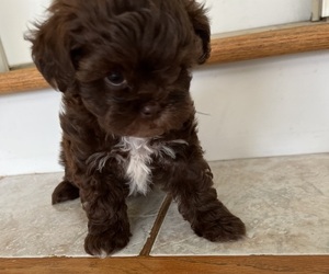 ShihPoo-Unknown Mix Puppy for sale in WINGATE, NC, USA
