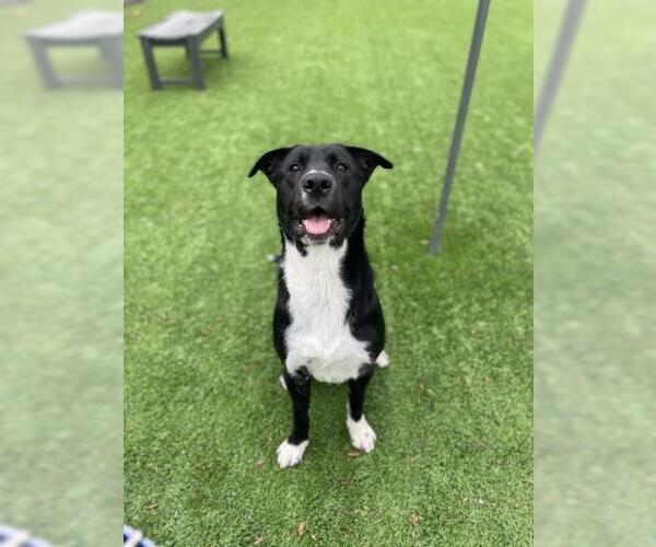 Medium Photo #1 Borador Puppy For Sale in Jackson, CA, USA