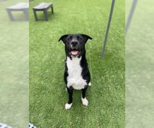 Borador Dogs for adoption in Jackson, CA, USA