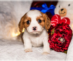 Small Photo #10 Cavalier King Charles Spaniel Puppy For Sale in WAKARUSA, IN, USA