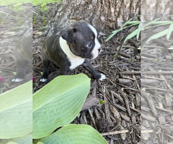 Medium Photo #6 Boston Terrier Puppy For Sale in FREDONIA, KS, USA