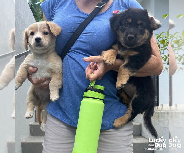 Medium Photo #3 Feist Terrier-Retriever  Mix Puppy For Sale in Washington, DC, USA